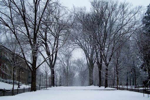 Elms at Dusk - Snowy Penn State Campus