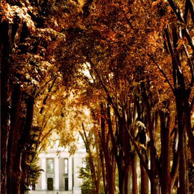Fall Elms - Penn State's elm trees turned orange in the fall