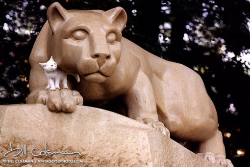 Lion and Friend - Little white kitten standing on the paw of the Nittany Lion