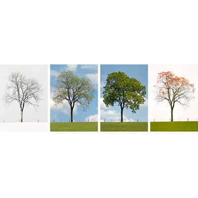 Seasons I - pictures of tree in every season