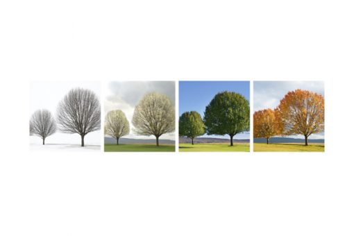 Seasons II - Pictures of trees in every season