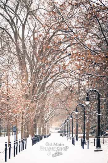 Winter Elms by Jim Valent